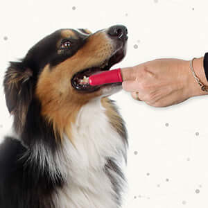 Beaphar Finger Toothbrush for Dogs 2 pack - Image 3