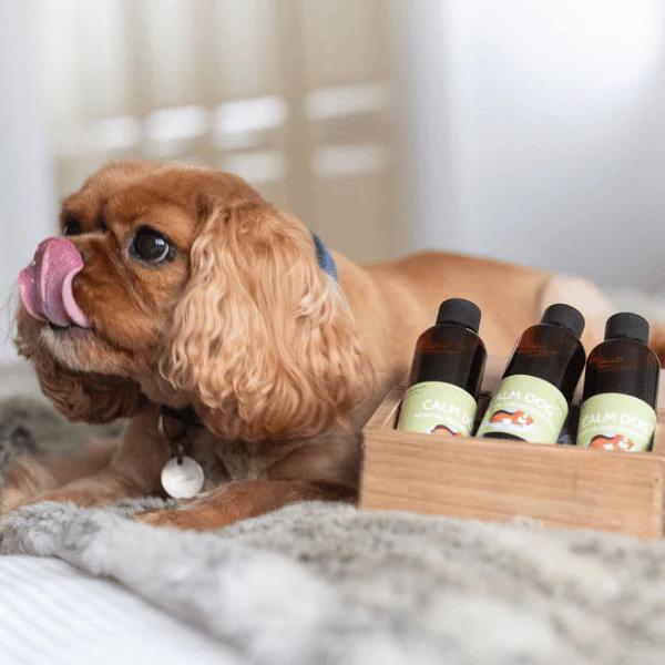 Calm Dog Hemp Oil for Anxious Dogs 100ml - Image 6