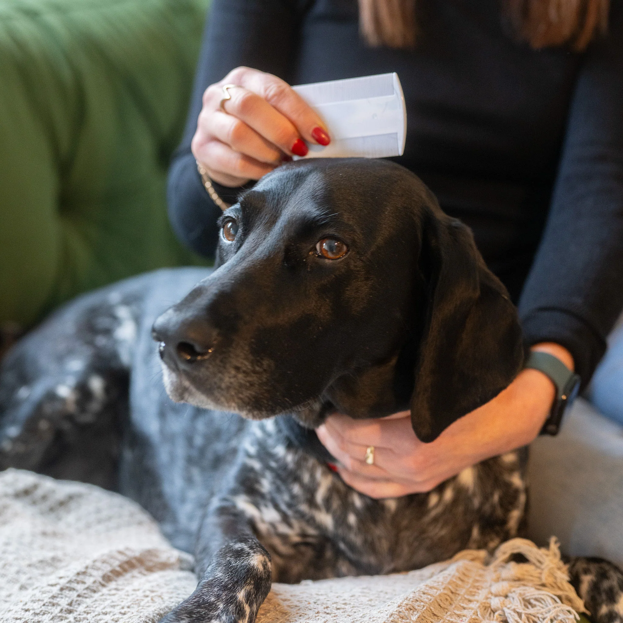 Flea Comb to Remove Fleas - Image 2