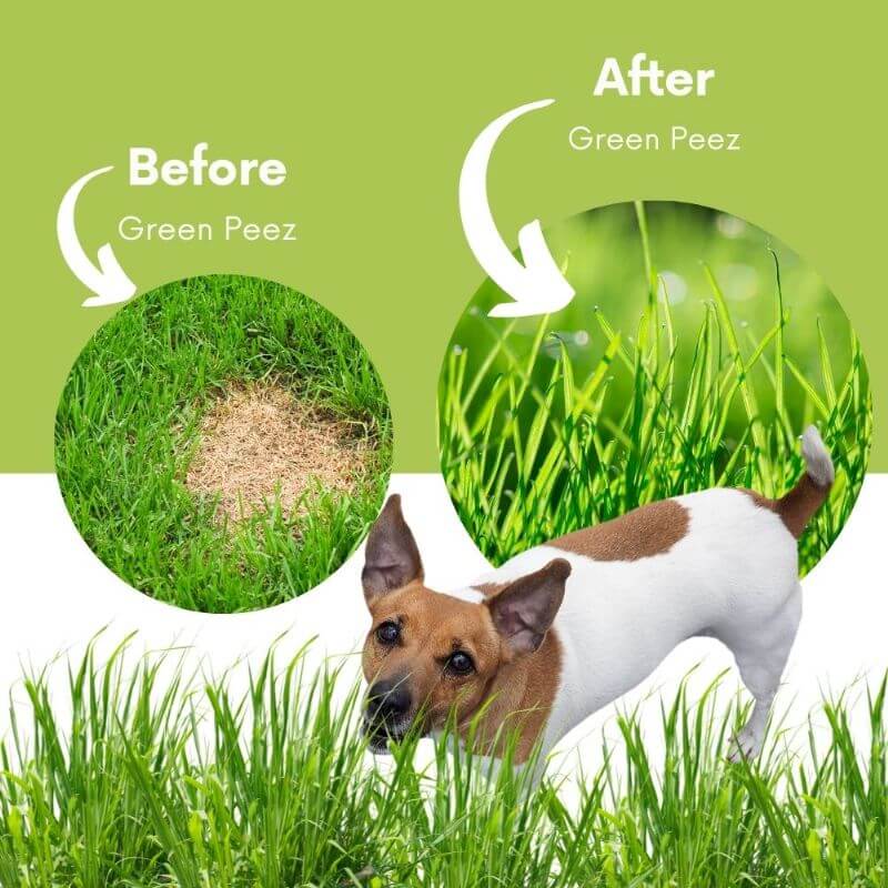 Green Peez 100ml Dog urine grass repair. Neutralise dog urine grass. - Image 3