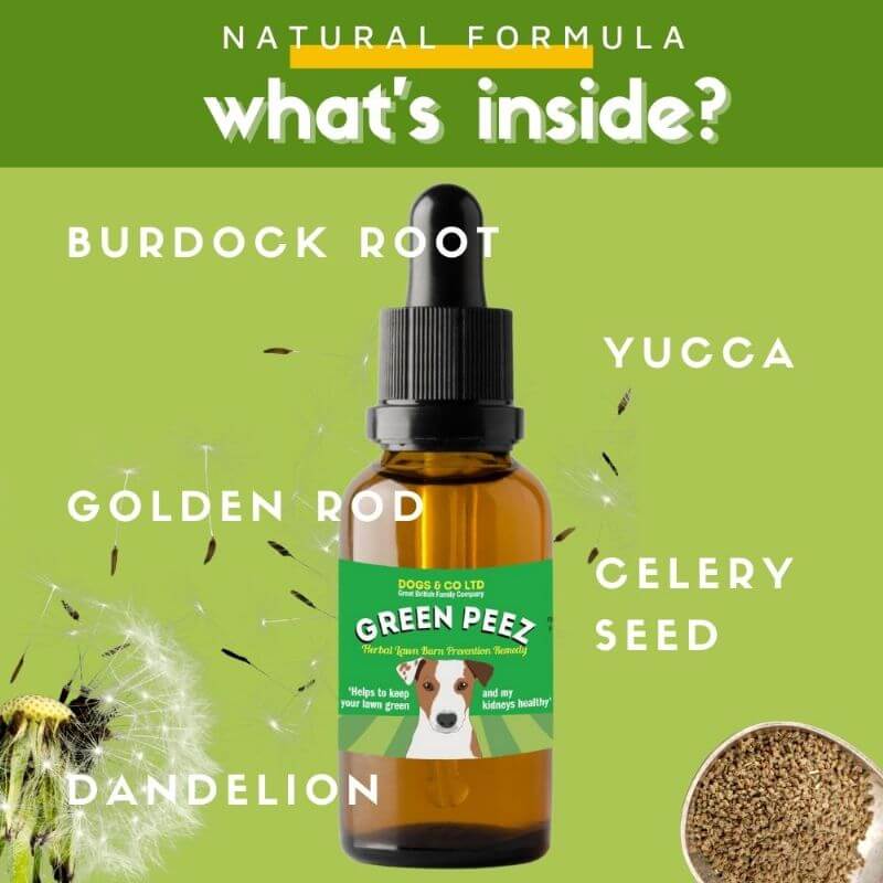 Green Peez 100ml Dog urine grass repair. Neutralise dog urine grass. - Image 6
