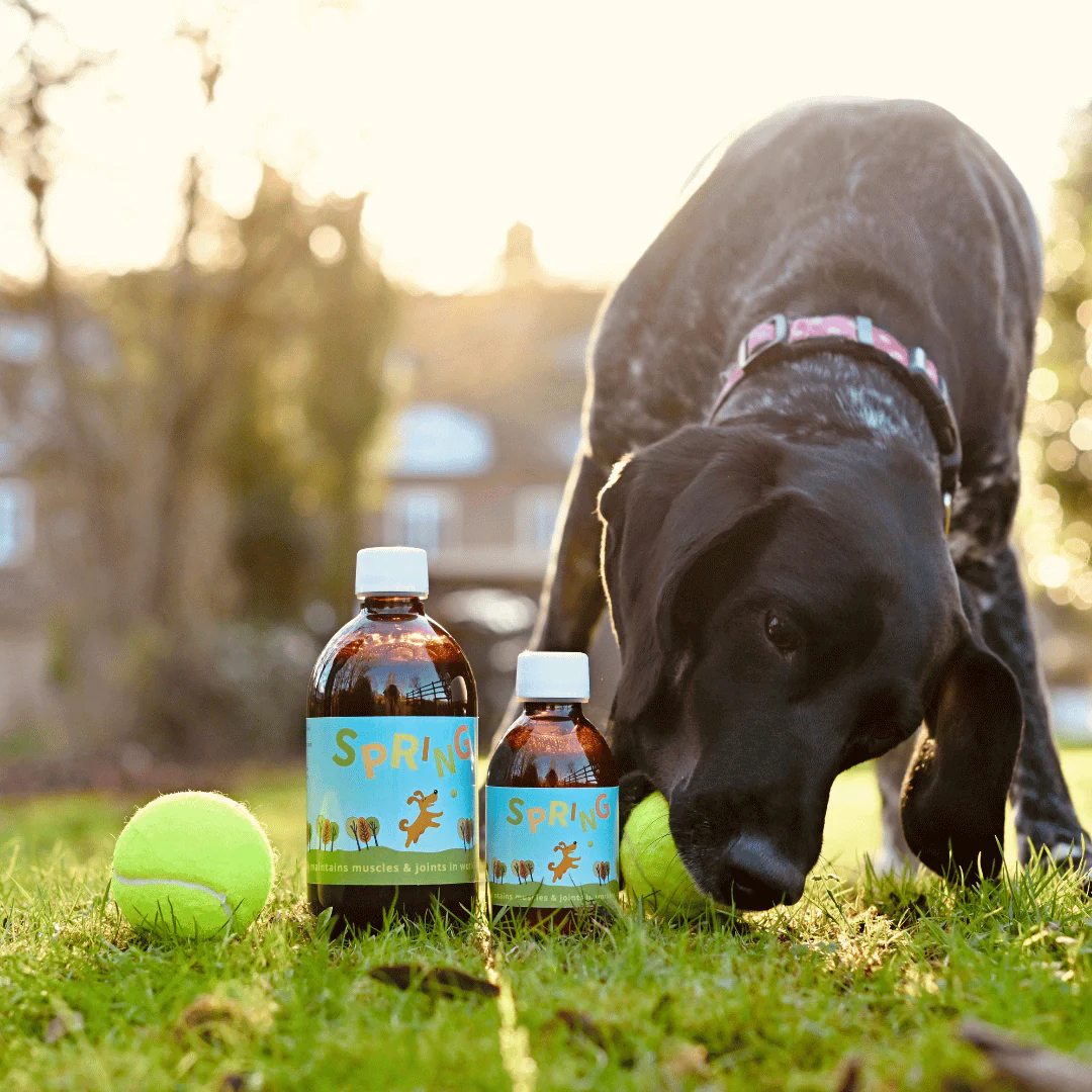 Spring Joint Supplement for Dogs - Image 3