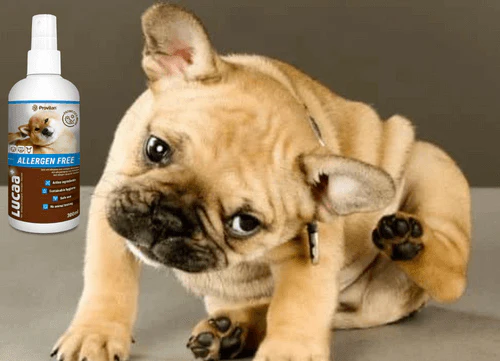 Lucaa+ Pet Probiotic Allergen Free Skin Spray - Image 3