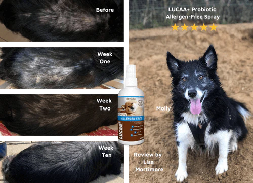 Lucaa+ Pet Probiotic Allergen Free Skin Spray - Image 4