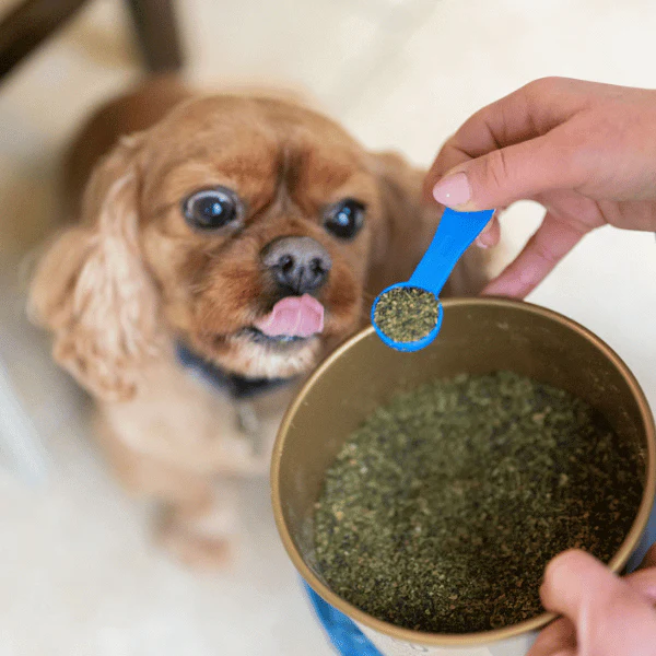 Seaweed Supplement for Dogs/Gold Label 500g - Image 4