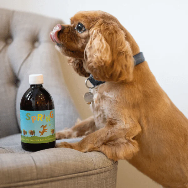 Spring Joint Supplement for Dogs - Image 5