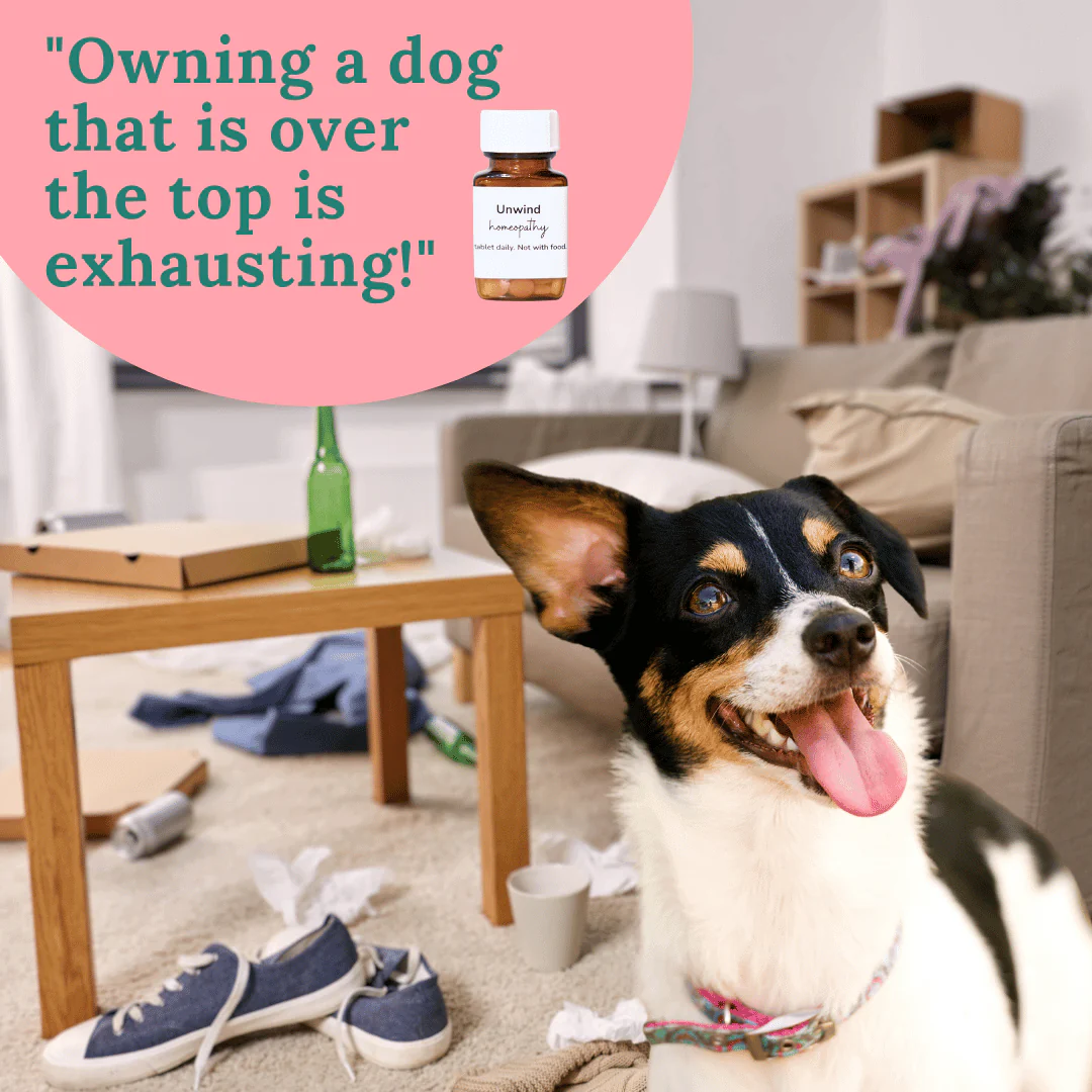 Unwind: Homeopathy for dogs that are over excited - Image 4